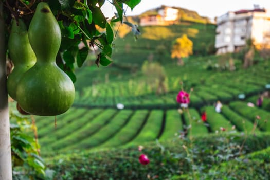 Green pumpkins near tea plantation in Haremtepe Ceceva village, Rize, Turkey.