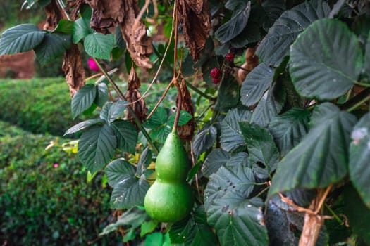 Green pumpkins near tea plantation in Haremtepe Ceceva village, Rize, Turkey.