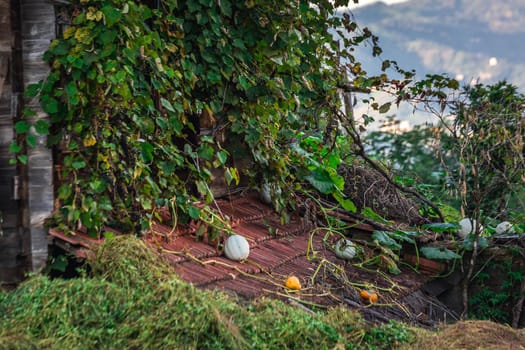 Green pumpkins near tea plantation in Haremtepe Ceceva village, Rize, Turkey.