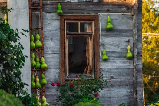 Green pumpkins near tea plantation in Haremtepe Ceceva village, Rize, Turkey.