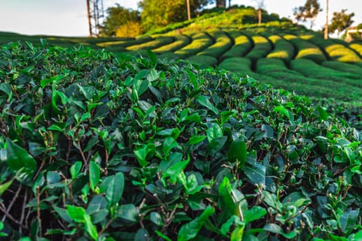 Tea plantation in Haremtepe Ceceva village, Rize, Turkey.