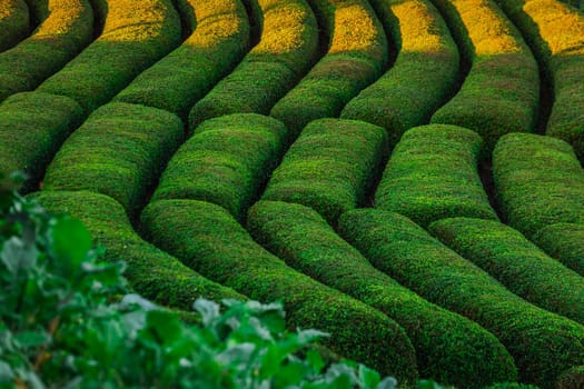 Terrasses with tea plantation in Haremtepe Ceceva village, Rize, Turkey.