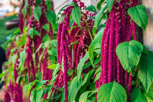 Red flowers near tea plantation in Haremtepe Ceceva village, Rize, Turkey.