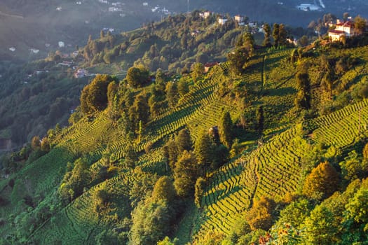 Terrasses with tea plantation in Haremtepe Ceceva village, Rize, Turkey.