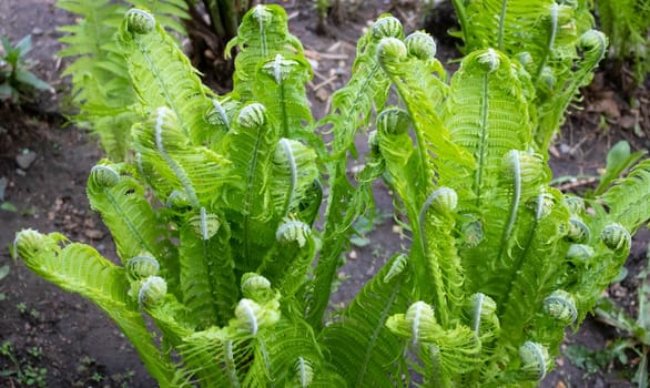 Curls of young green fern shoots. Plants in nature. Spring season. A new life. Green curls.