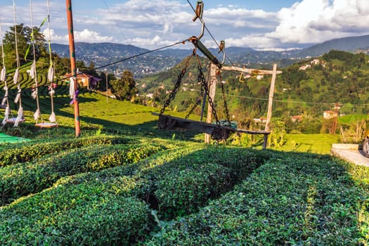 Tea plantation in Haremtepe Ceceva village, Rize, Turkey.