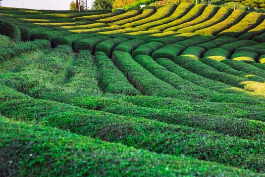 Tea plantation in Haremtepe Ceceva village, Rize, Turkey.