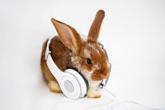 Brown with white spots a small rabbit sits with headphones on a white background.