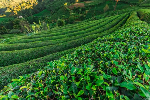 Terrasses with tea plantation in Haremtepe Ceceva village, Rize, Turkey.