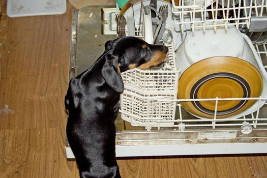 Dachshund puppy stealing morsels off the dishes in an open dishwasher