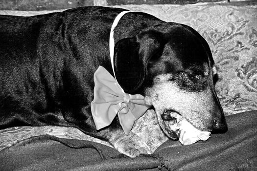 An old Dachshund wearing a bowtie enjoying a celebratory bone.