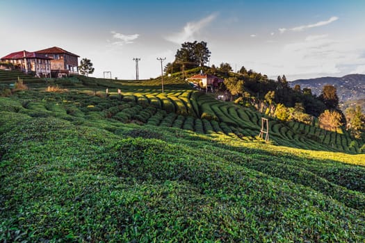 Tea plantation in Haremtepe Ceceva village, Rize, Turkey.