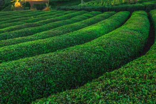 Tea plantation in Haremtepe Ceceva village, Rize, Turkey.