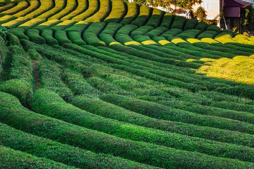 Tea plantation in Haremtepe Ceceva village, Rize, Turkey.