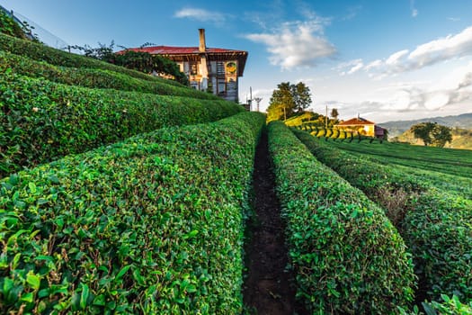 Tea plantation in Haremtepe Ceceva village, Rize, Turkey.