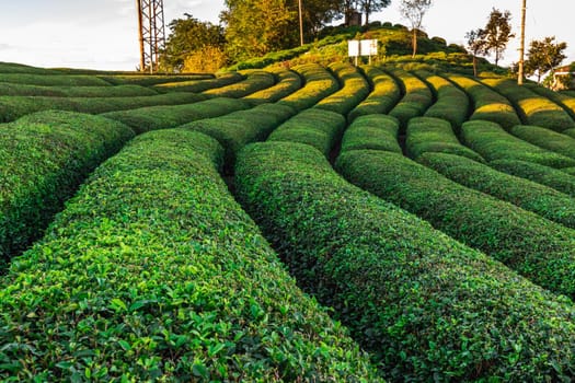 Terrasses with tea plantation in Haremtepe Ceceva village, Rize, Turkey.