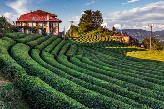 Tea plantation in Haremtepe Ceceva village, Rize, Turkey.