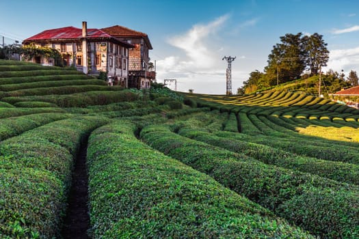 Tea plantation in Haremtepe Ceceva village, Rize, Turkey.