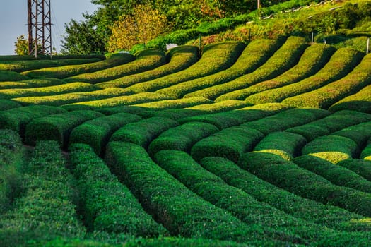 Tea plantation in Haremtepe Ceceva village, Rize, Turkey.