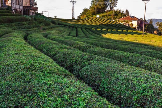 Tea plantation in Haremtepe Ceceva village, Rize, Turkey.