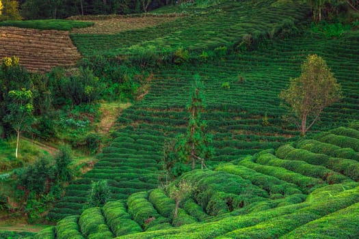 Terrasses with tea plantation in Haremtepe Ceceva village, Rize, Turkey.