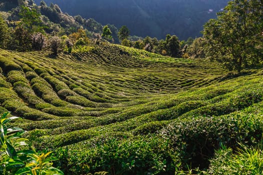 Tea plantation in Haremtepe Ceceva village, Rize, Turkey.