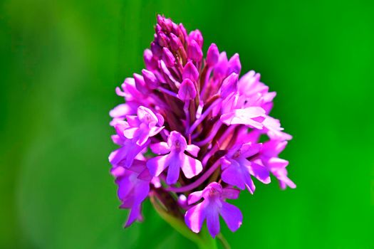 Pyramidal Orchid, German wild orchid