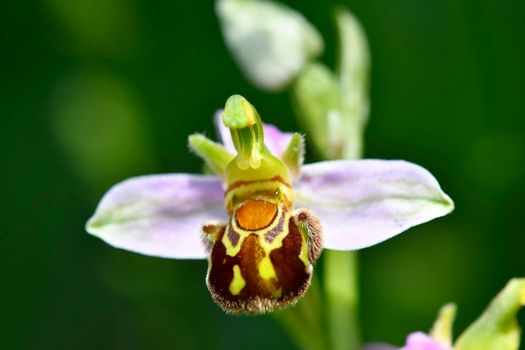 bee orchid in summer Germany
