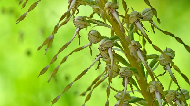 German wild orchid, Lizard orchid