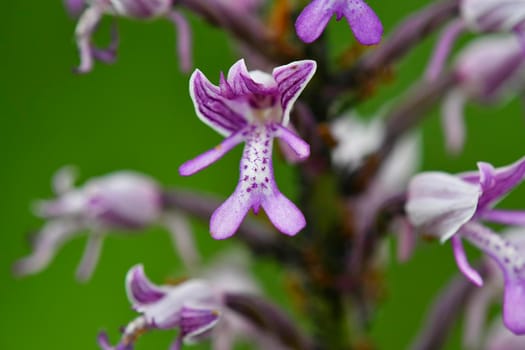 military orchid, wildflower in Germany