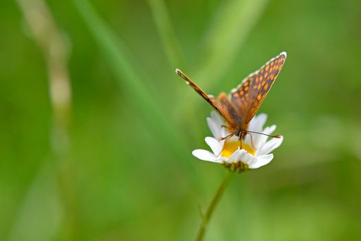 heath fritillary butterfly on a flower of a marguerite flower