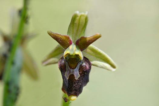 early spider-orchid, flower in spring in Germany