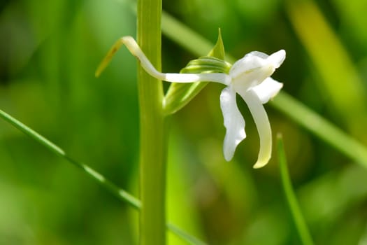 Greater Butterfly-orchid in Germany