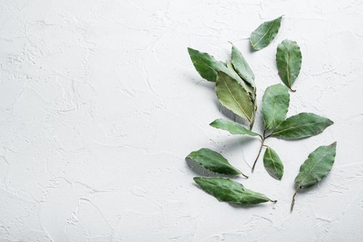 Fresh bay leaves set, on white stone background, with copy space for text