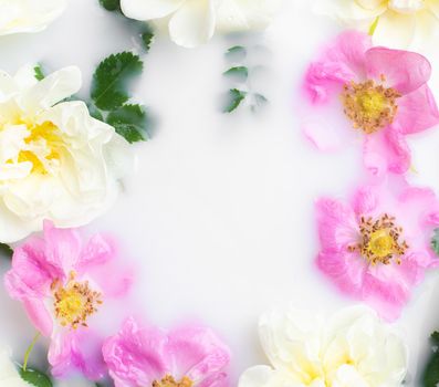 Bush rose in milk . Flowers in milk . Spa treatments. Romantic. Romantic setting. Fresh flowers. Copy space . Article about spa treatments