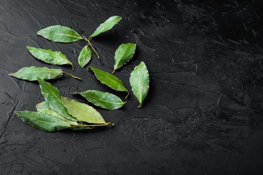 Fresh bay leaves set, on black stone background, with copy space for text