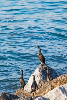 Wavy sea and cormorants on the sea cliffs