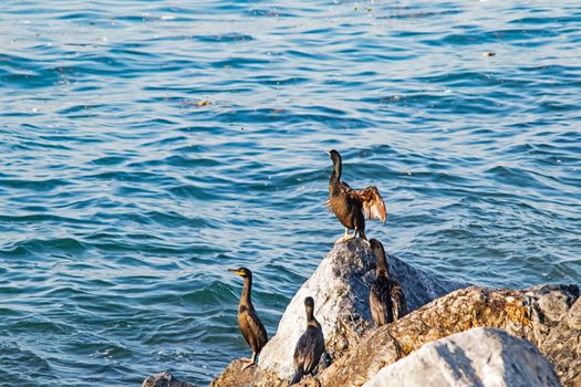 Wavy sea and cormorants on the sea cliffs