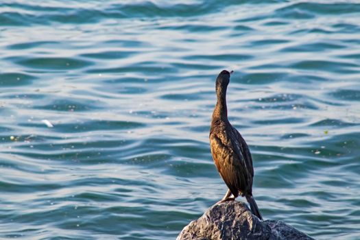 Wavy sea and cormorants on the sea cliffs