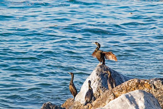 Wavy sea and cormorants on the sea cliffs