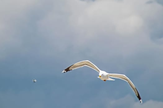 cloudy sky and flying seagull