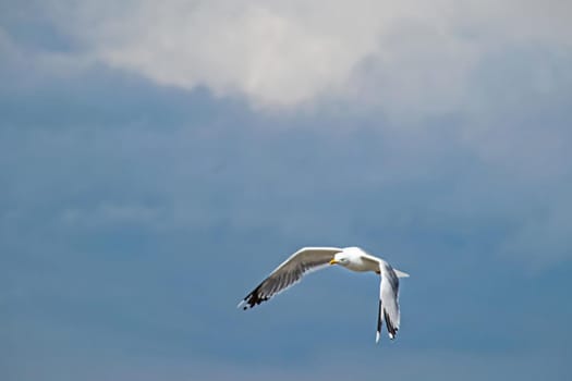 cloudy sky and flying seagull