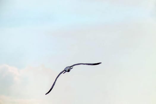 cloudy sky and flying seagull