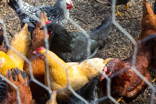 Farm Animals in their Enclosure