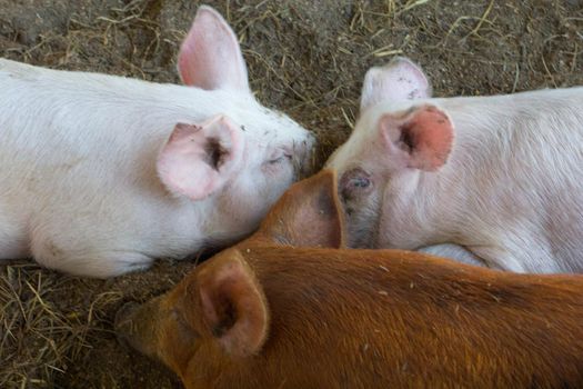 Farm Animals in their Enclosure