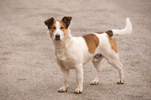 Brown and white dog is looking to camera. On a close distance.