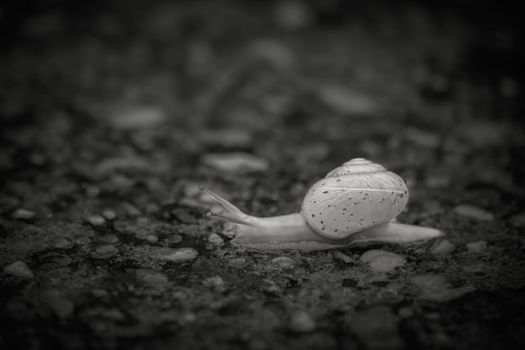 Snail walking in black and white.