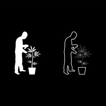 Man caring for marijuana plant in pot Water spraying using hand sprinkler Watering Gardening harvesting concept at home silhouette white color vector illustration solid outline style simple image