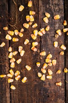 Representation of dried corn kernels ready for grinding