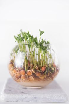 The vegetation of small seeds of lentils in a glass jar